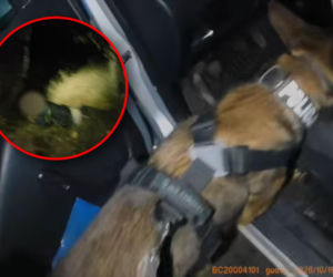 Rozbił auto na autostradzie A6 i zapadł się pod ziemię. Weza szybko go znalazła