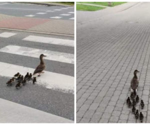 Tym razem bez mandatu! Policja eskortowała nieodpowiedzialnych pieszych