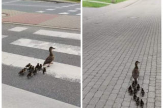 Ruch drogowy został wstrzymany. Policja eskortowała kacze stadko! [ZDJĘCIA, WIDEO]