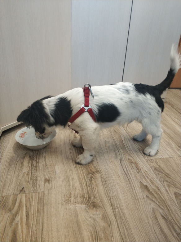 Fido - pies, który jeździł radiowozem