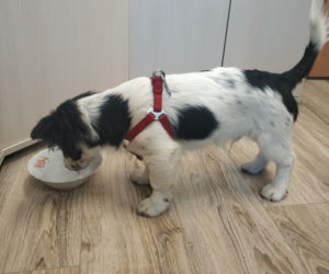 Fido - pies, który jeździł radiowozem