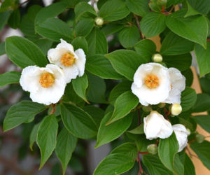 Stewarcja kameliowata