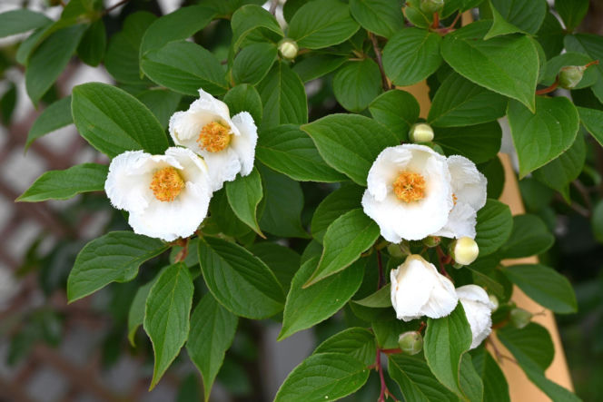 Stewarcja kameliowata