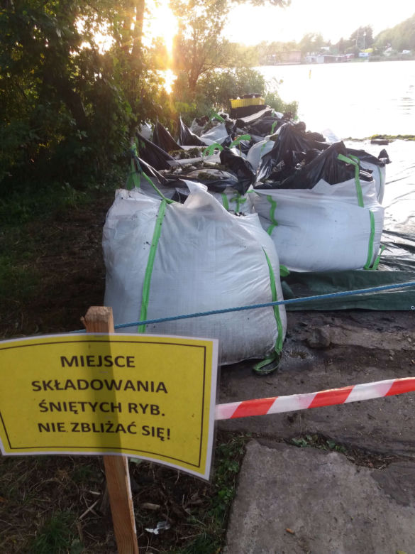 Katastrofa ekologiczna na Odrze