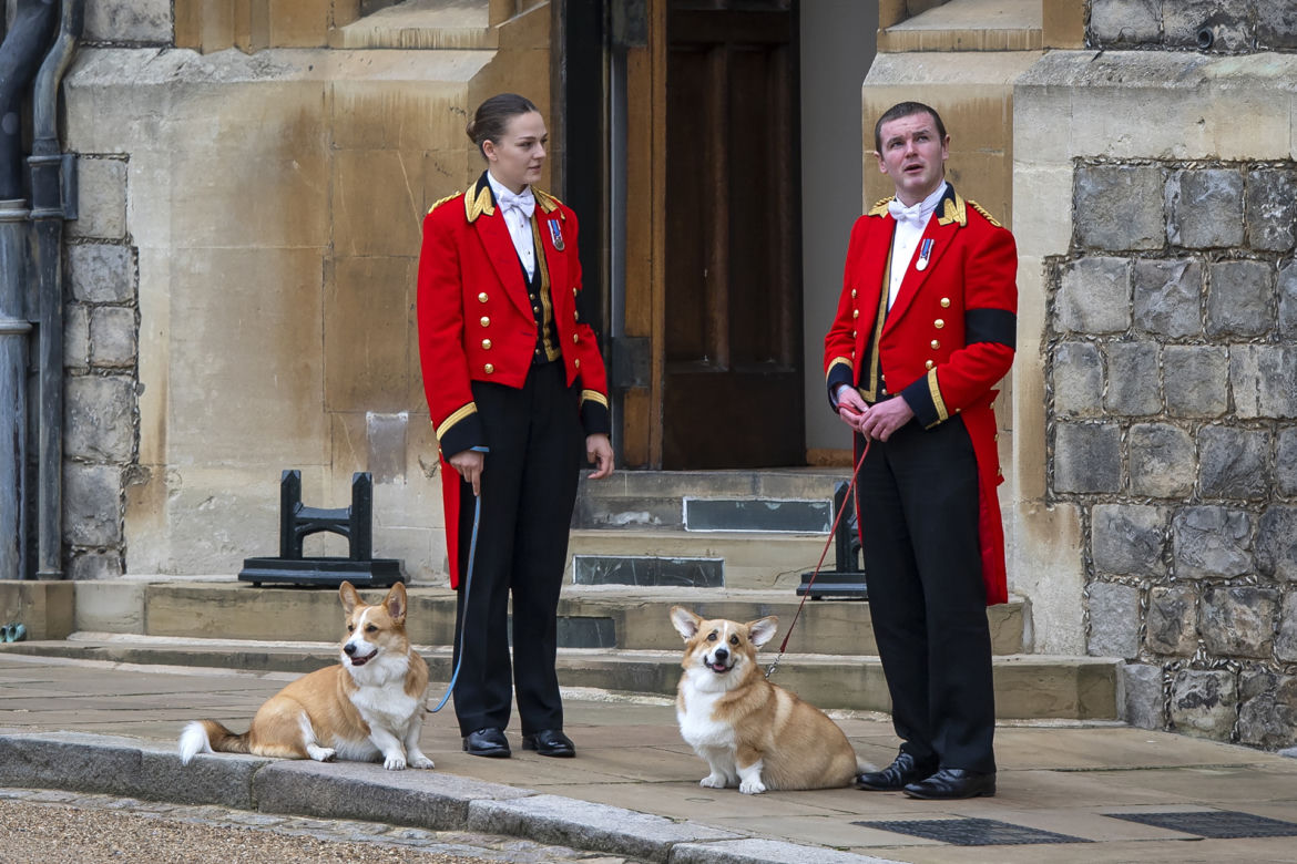 Ukochane corgi królowej były przy niej do końca. "Czuwały przy łożu śmierci"