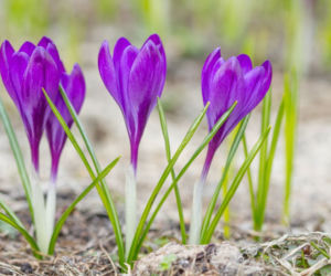 Krokus
