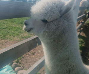 Wataha psów terroryzuje wieś. „Nie zaatakowały z głodu. To była napaść, by zabić”