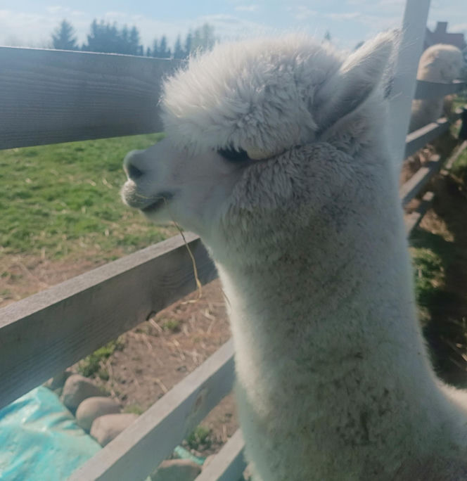 Wataha psów terroryzuje wieś. „Nie zaatakowały z głodu. To była napaść, by zabić”