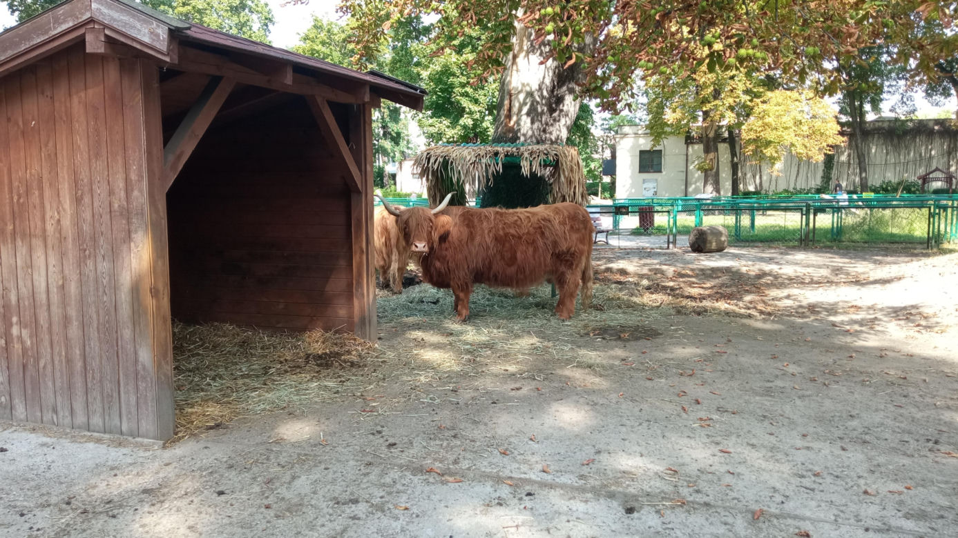 Stare ZOO w Poznaniu. Idealne miejsce na rodzinne spacery w sercu miasta 
