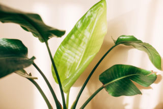 Namocz i owiń nierozwinięty liść strelicji. Otworzy się już po kilku godzinach. Sposób na piękne liście strelicji 