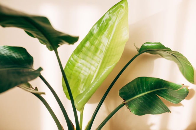 Namocz i owiń nierozwinięty liść strelicji. Otworzy się już po kilku godzinach. Sposób na piękne liście strelicji 