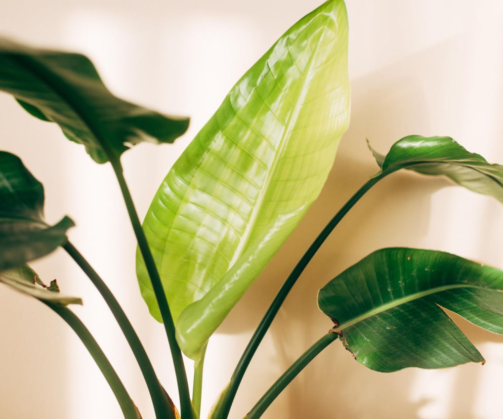 Pielęgnacja strelicji