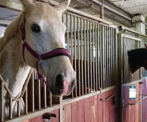 Konna święconka w Szczecinie