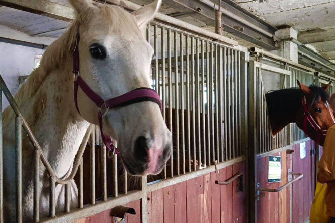Konna święconka w Szczecinie