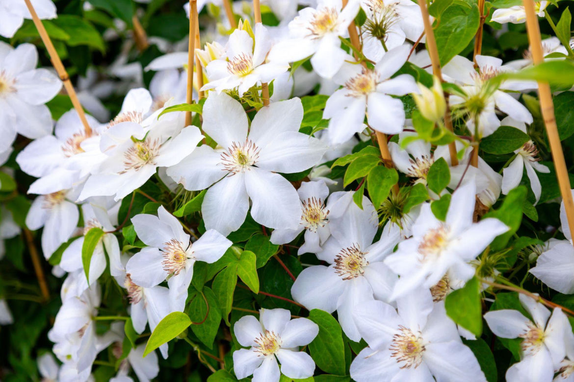 Clematis Beautiful Bride