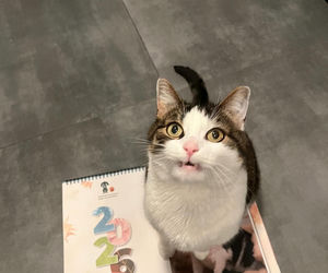 Kot Pandek zapozował do kalendarza KTOZ na 2026 rok