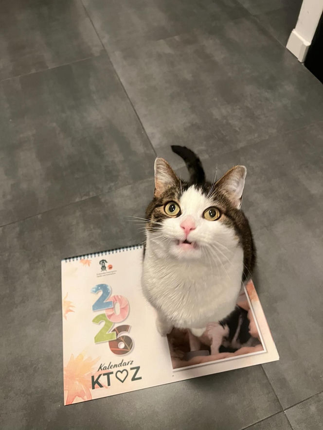 Kot Pandek zapozował do kalendarza KTOZ na 2026 rok