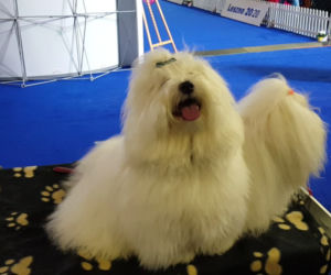​Psia elita w Lesznie. W hali Trapez odbyła się XXIV wystawa Champion of Champion's Show