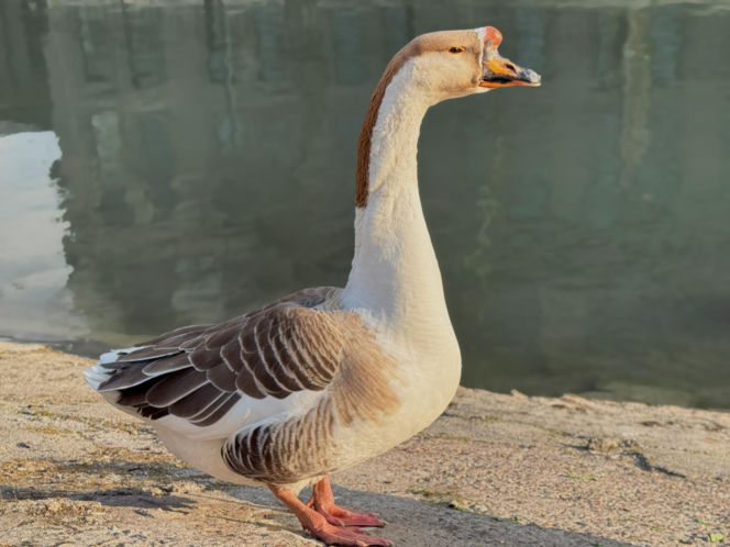 Gęś chińska