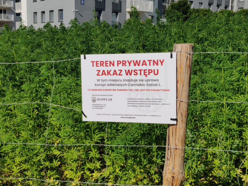 Na słynnej lubelskiej plantacji jest już zielono
