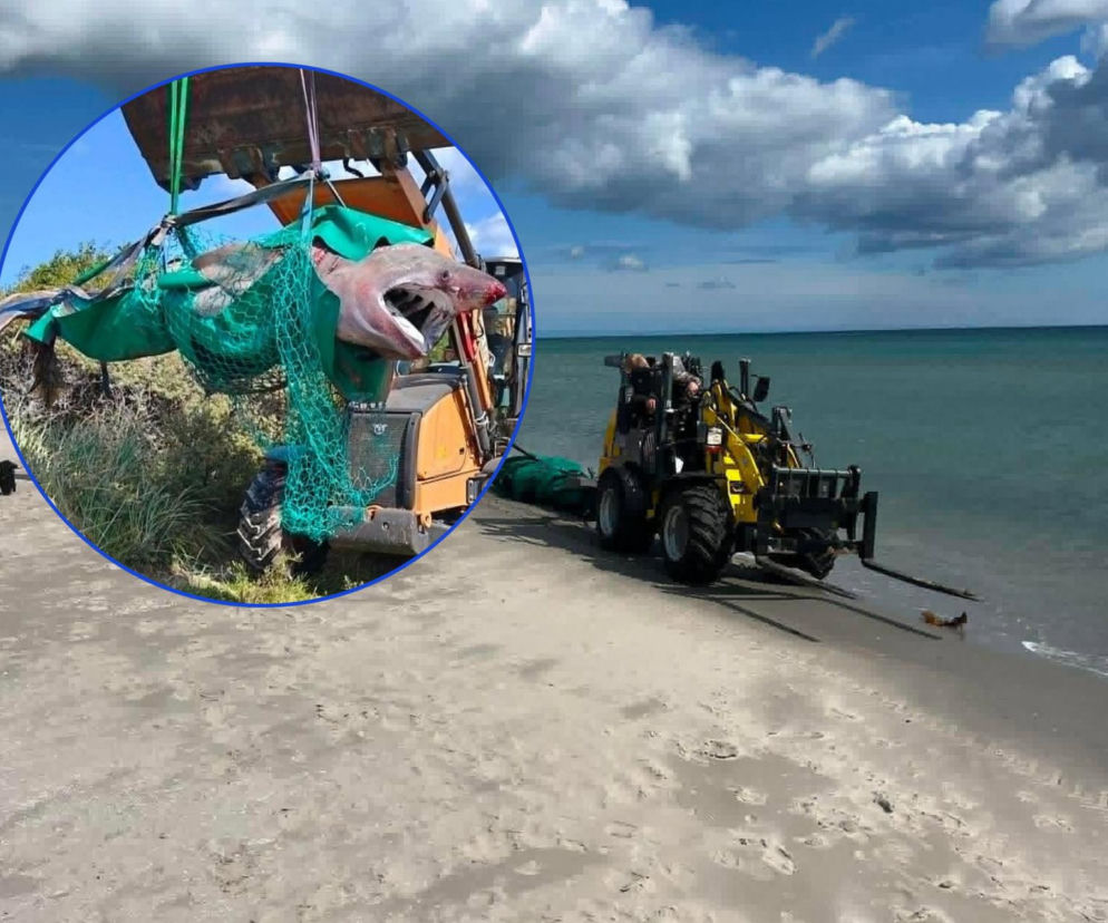 Koparka na plaży transportuje truchło rekina. Na miniaturze zbliżenie na głowę zwierzęcia. Odkrycie opisuje Eska.