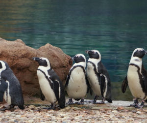 Zoo Wrocław: Pingwiny przylądkowe