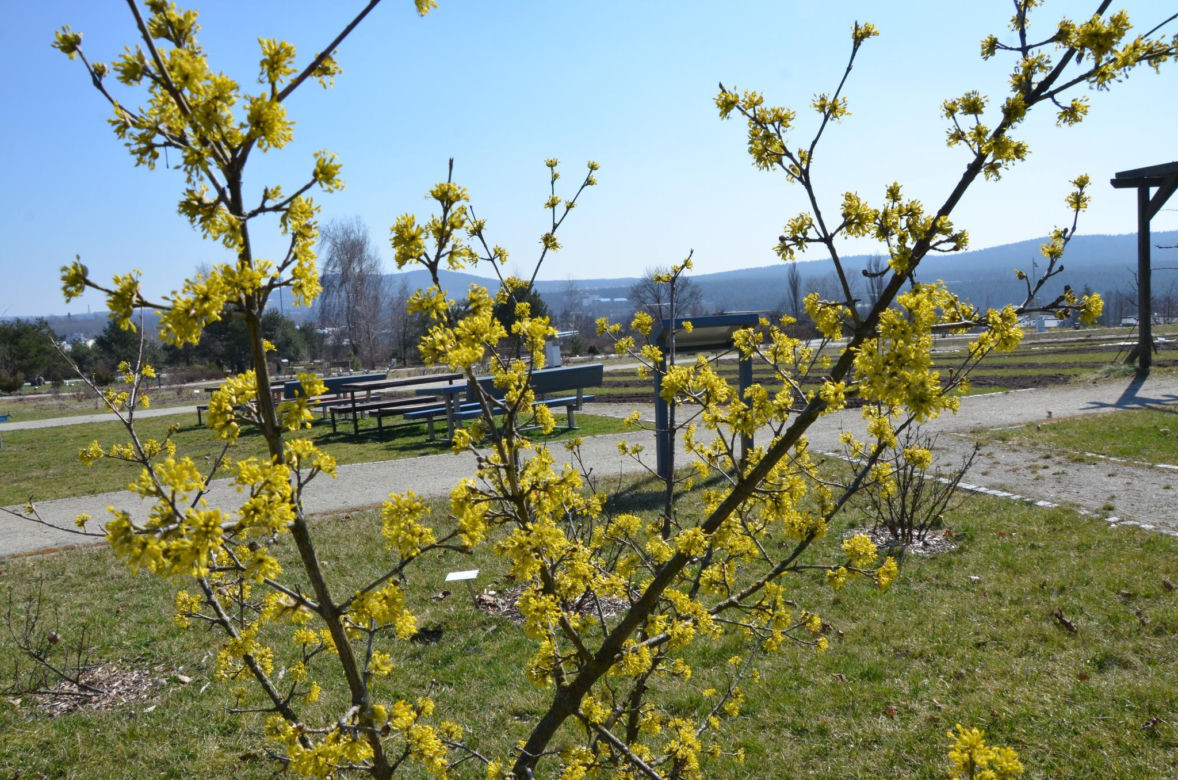 Ogród Botaniczny w Kielcach przed sezonem 2025