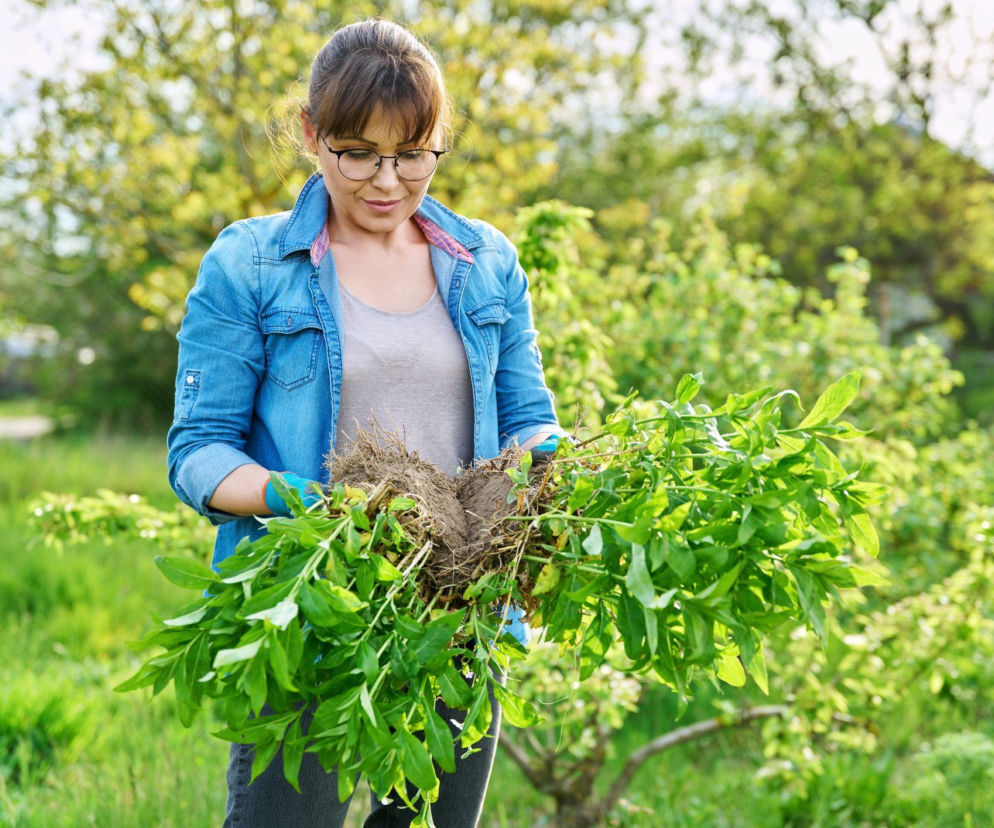 Na czym polega odmładzanie bylin? 