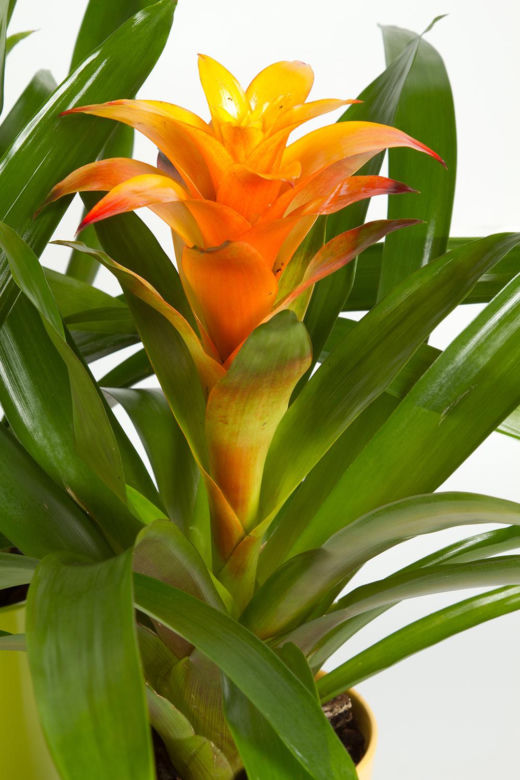 Guzmania
