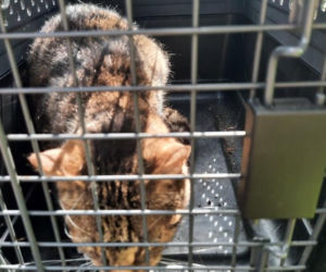 Skok z okna na trzecim piętrze i ucieczka do kanału! Strażnicy uratowali kota z opresji