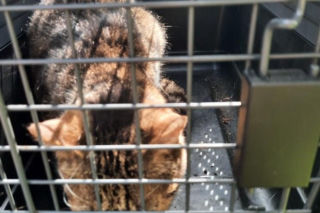 Skok z okna na trzecim piętrze i ucieczka do kanału! Strażnicy uratowali kota z opresji