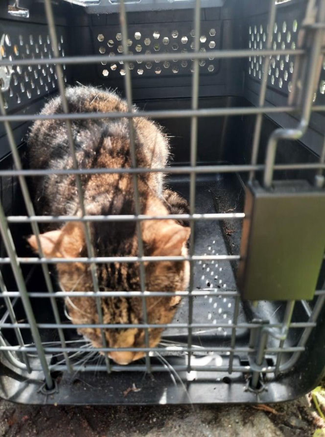 Skok z okna na trzecim piętrze i ucieczka do kanału! Strażnicy uratowali kota z opresji