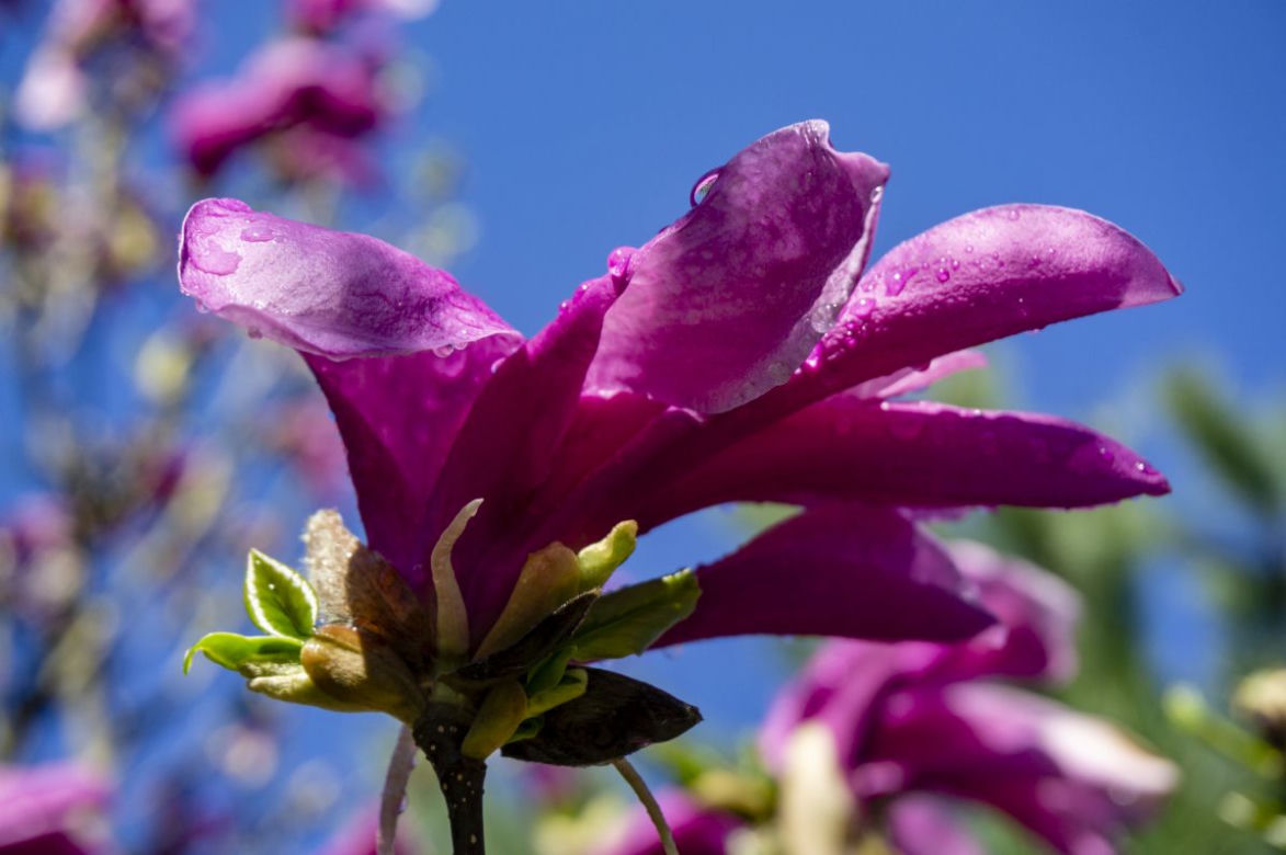 Magnolia 'Susan'