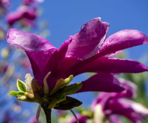 Magnolia 'Susan'