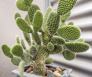 Opuntia microdasys