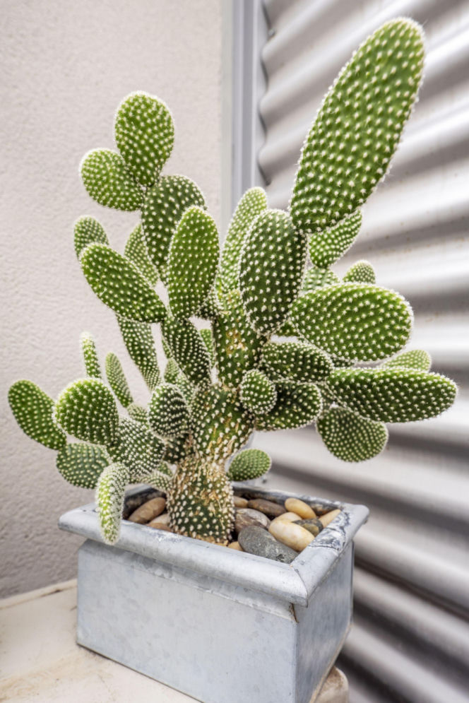 Opuntia microdasys