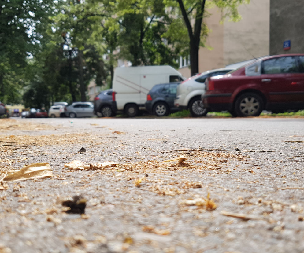 Pszczoły padają w Warszawie