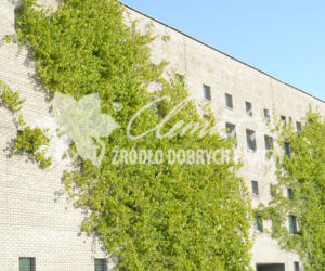 winorosl-Clematis