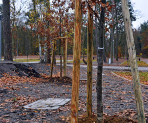 Nowe nasadzenia na węźle Głębokie