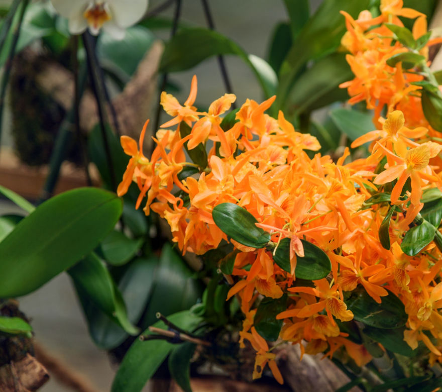 Storczyk Dendrobium