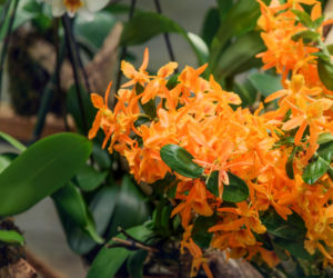 Storczyk Dendrobium