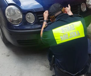 Koci automaniak w Krakowie