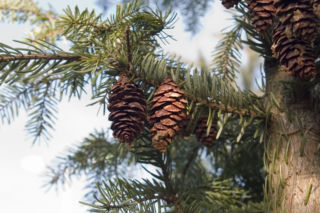 Świerk serbski - Picea omorica