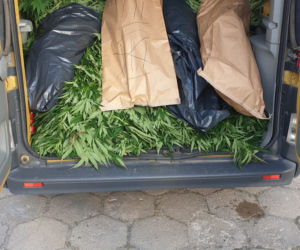 Ogromna plantacja marihuany w regionie! Policjanci zabezpieczyli ponad 430 krzewów [ZDJĘCIA]