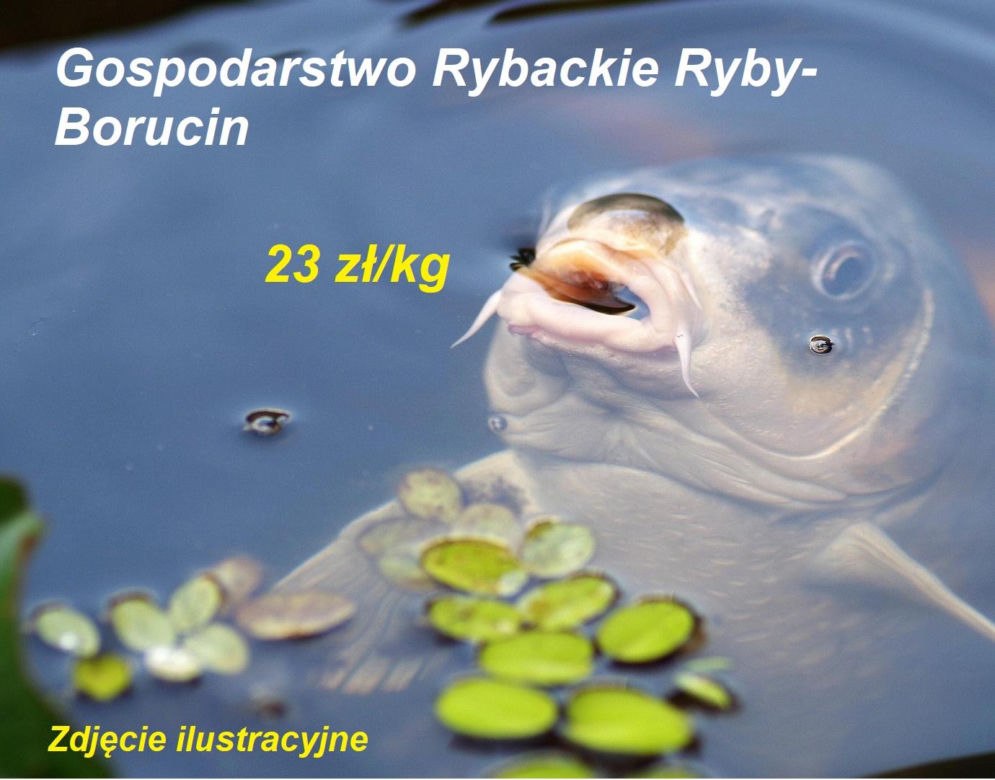 Ile kosztuje kilogram żywego karpia z wody od lokalnych hodowców?