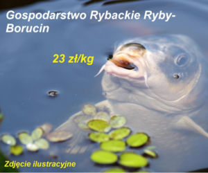Ile kosztuje kilogram żywego karpia z wody od lokalnych hodowców?
