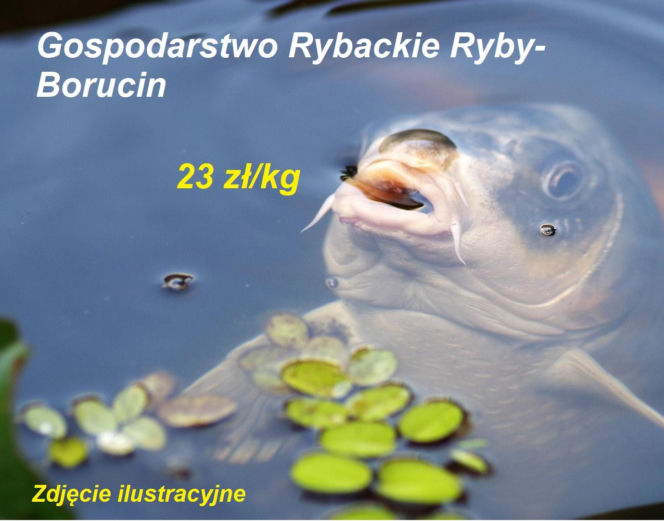 Ile kosztuje kilogram żywego karpia z wody od lokalnych hodowców?