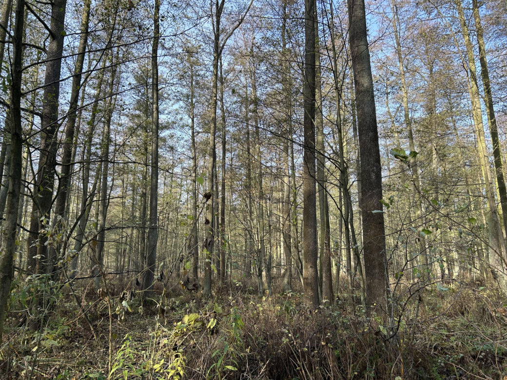 Mokradła niedaleko Grąblina