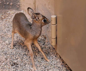 Dikdik