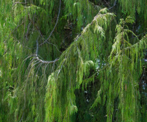 Cyprysik nutkajski 'Pendula'